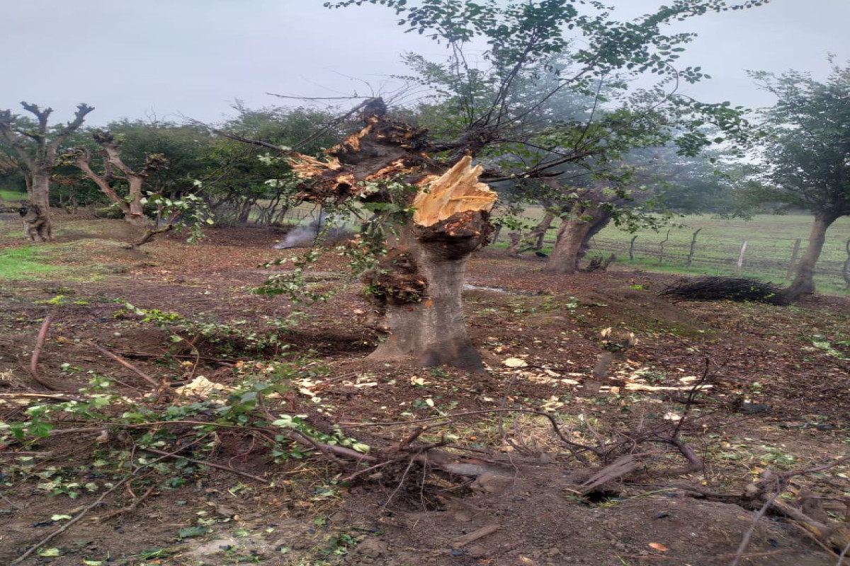 В Астаринском районе вырублены азатовые деревья