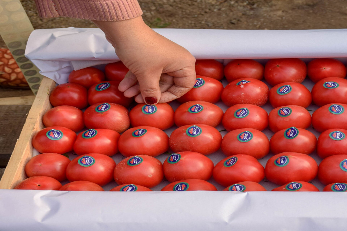 Azərbaycanın bu il pomidor ixracından gəlirləri 134 milyon dolları ötüb