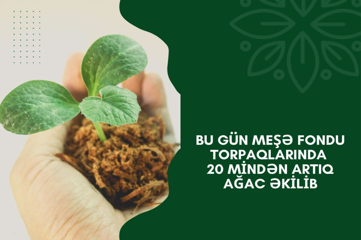 Bu gün meşə fondu torpaqlarında 20 mindən artıq ağac əkilib
