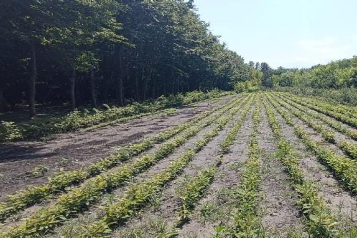 Payız əkin mövsümündə 50 tondan çox toxumun səpilməsi planlaşdırılır