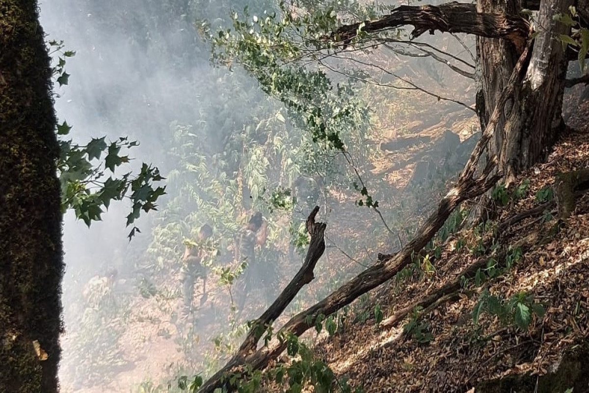 FHN: Zaqatalada meşə yanğınının yayılmasının qarşısı alınıb - FOTO  - VİDEO 