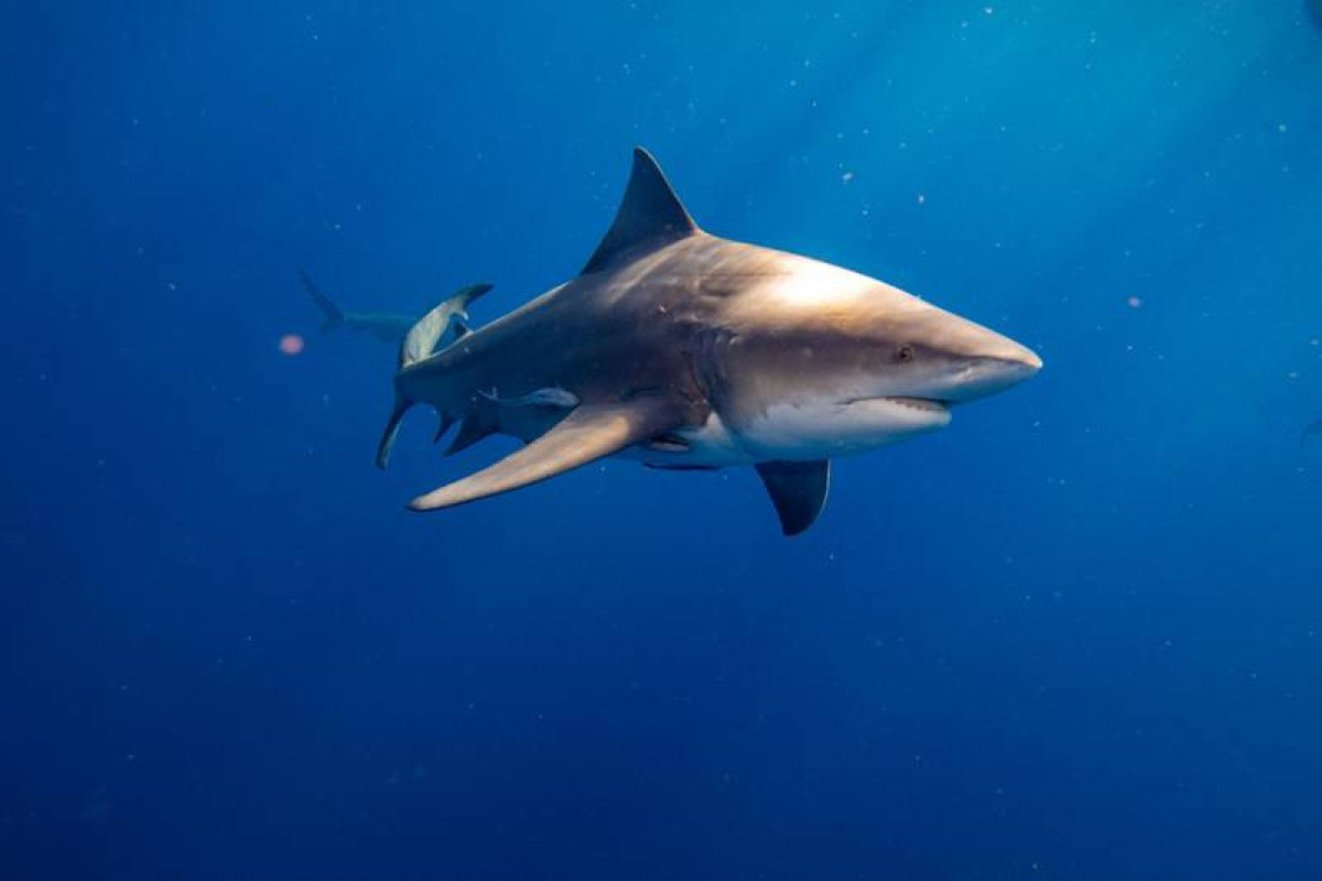 Shark kills US cruise passenger snorkelling in Bahamas