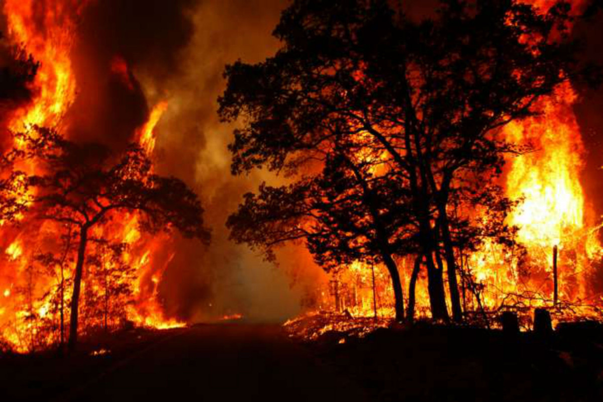 Обнародовано количество лесных пожаров, произошедших за последние 5 лет