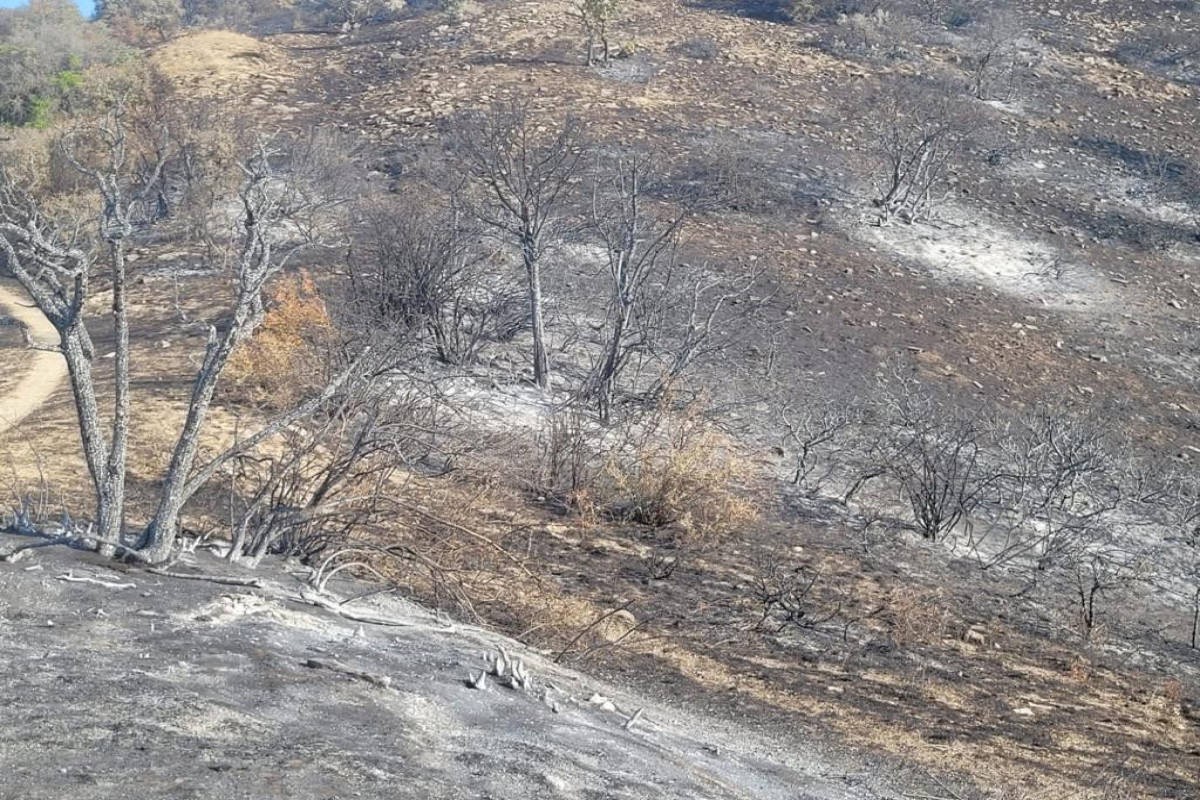 Пожар, перекинувшийся на Алтыагаджский национальный парк, мог начаться  из-за разведенного костра -СОВМЕСТНОЕ СООБЩЕНИЕ 