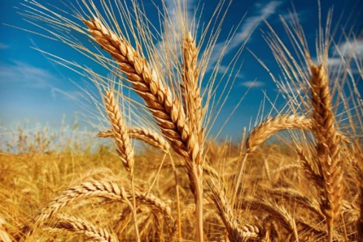 Areas allocated for grain cultivation in Karabakh to be increased to 100,000 hectares