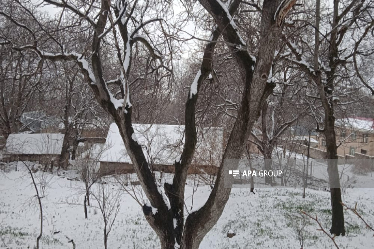 В Нахчыванской АР выпало до 10 см снега-ФОТО 