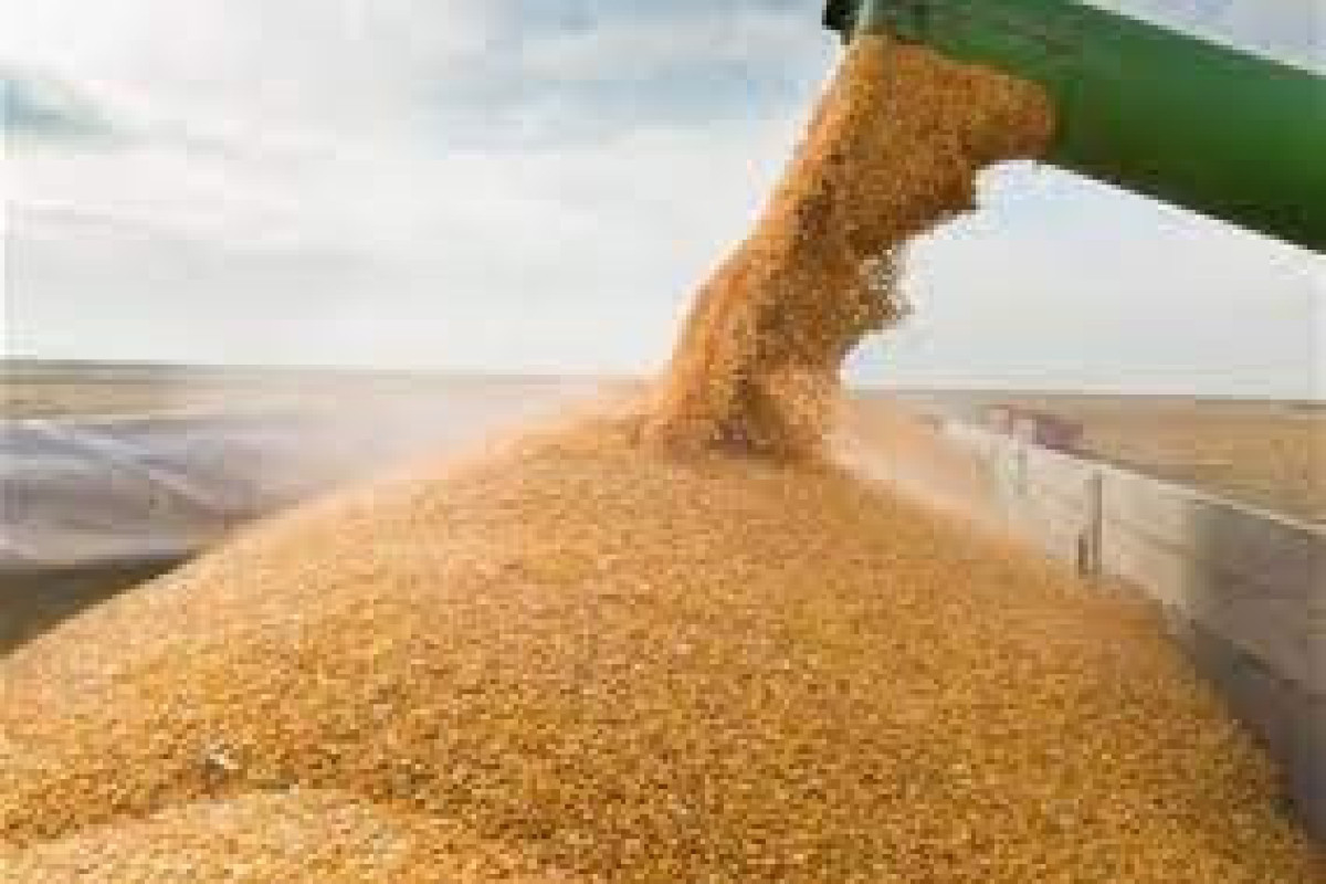 Azerbaijan increased wheat import by 95% this year