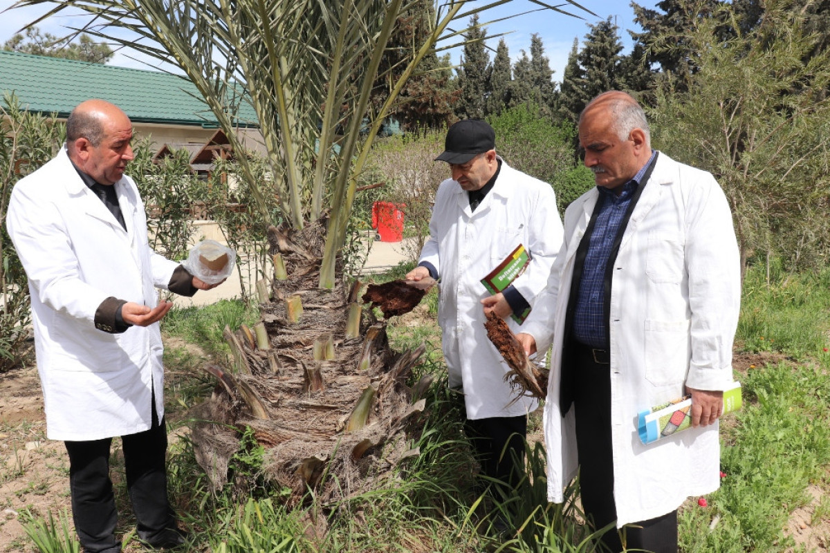 Abşeronda təhlükəli qırmızı palma böcəyi aşkar edilib