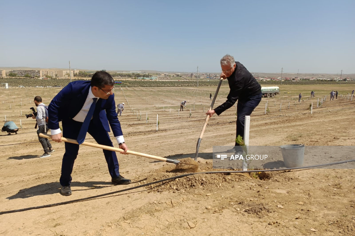 Heydər Əliyevin 100 illik yubileyinə həsr olunmuş ağacəkmə aksiyası keçirilib  - FOTO 