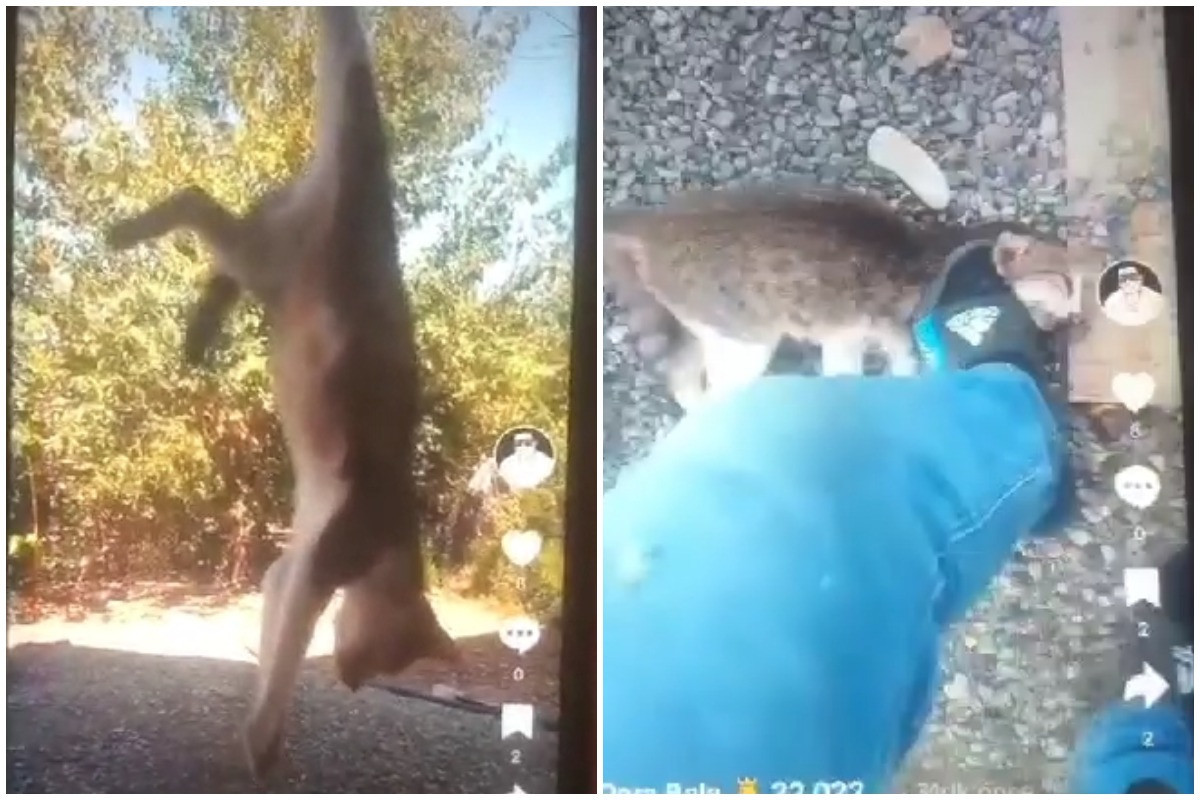 TikTok-da canlı yayımda pişiyə işgəncə verən şəxs müəyyən olunub - FOTO 