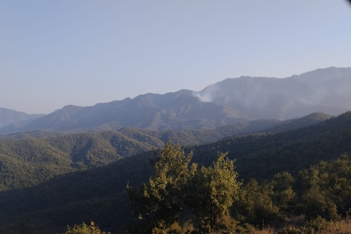 Cəlilabadda meşədə qəsdən yanğıntörətmə faktının üstü açılıb - FOTO 