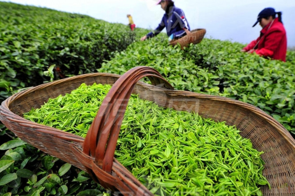 Азербайджан сократил экспорт чая более чем в 2 раза