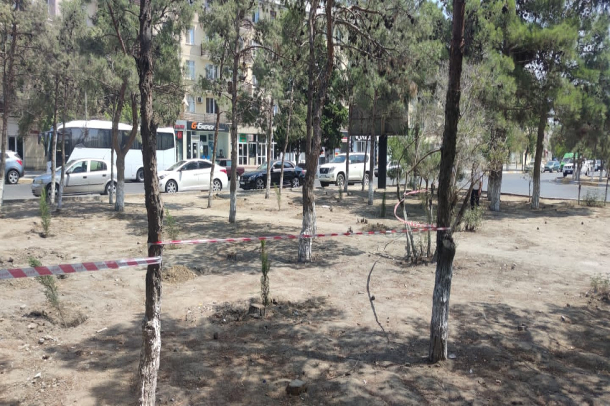 Sumqayıtda 17 ağac qanunsuz kəsilib