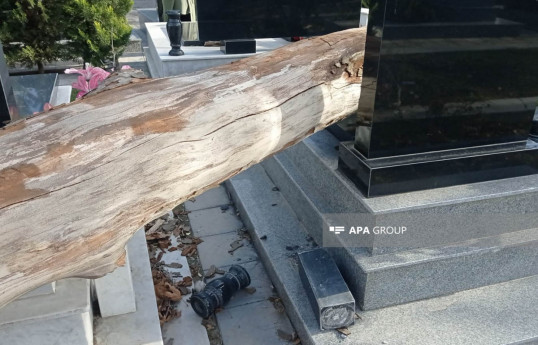 Gəncədə külək irigövdəli ağacları qəbirlərin üzərinə aşırıb - FOTO 