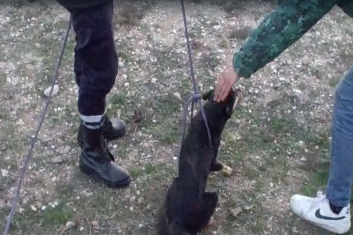 FHN dərinliyi beş metr olan quyudan iti xilas edib - VİDEO 