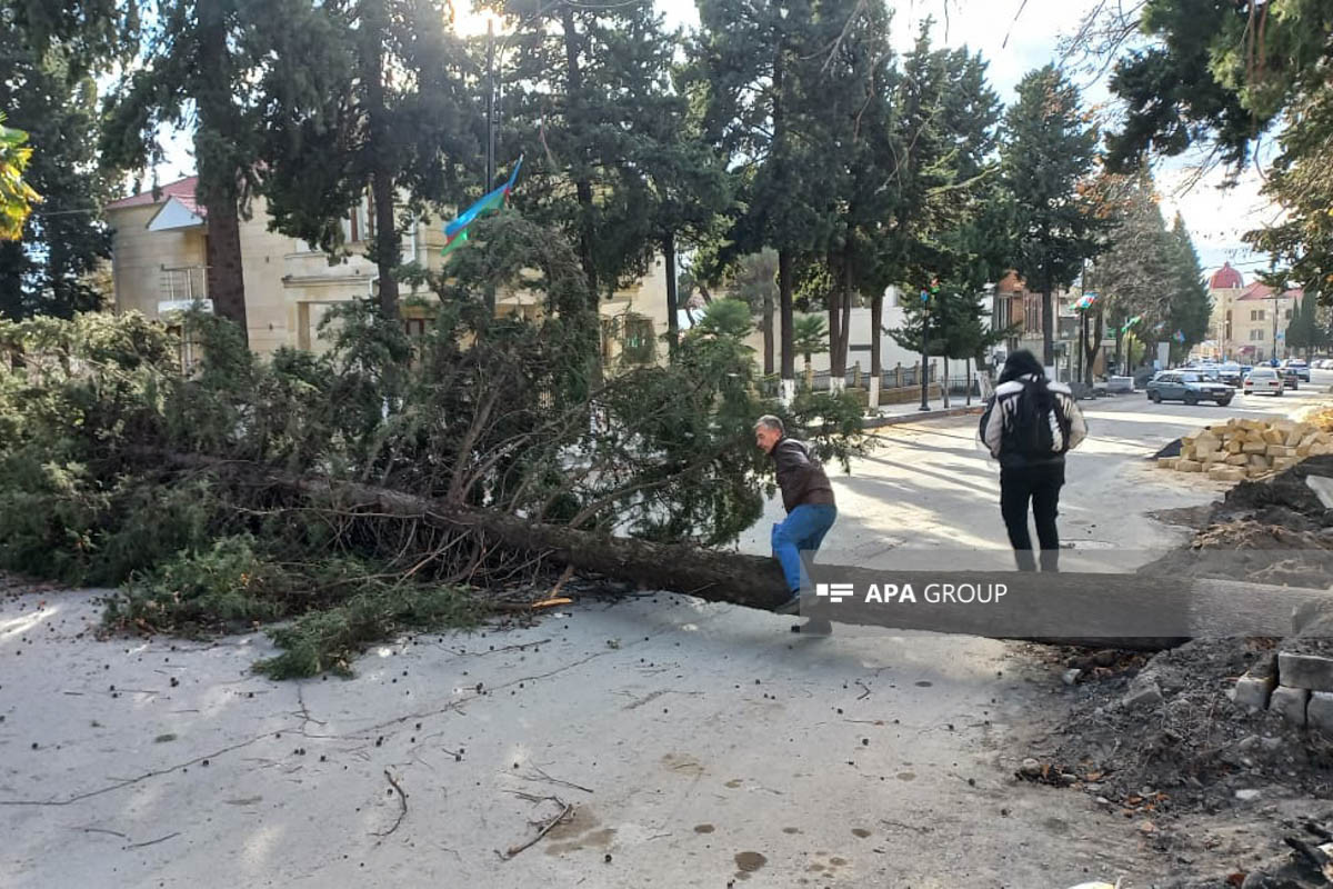 Zaqatalada külək irigövdəli ağacları yola aşırıb, xəsarət alan var - FOTO  - YENİLƏNİB 