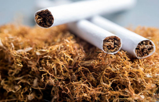 Azərbaycanda bu il tütün yığımı 12% artıb