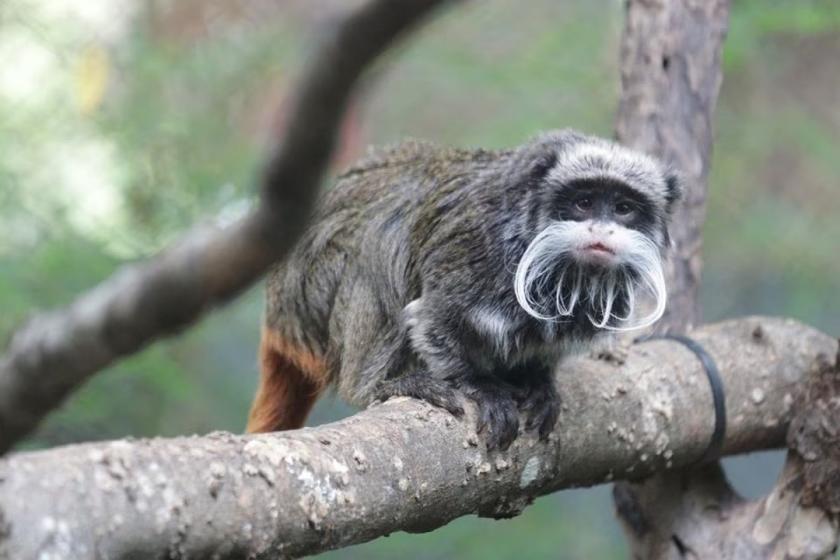 Two monkeys at Dallas Zoo believed stolen after habitat compromised