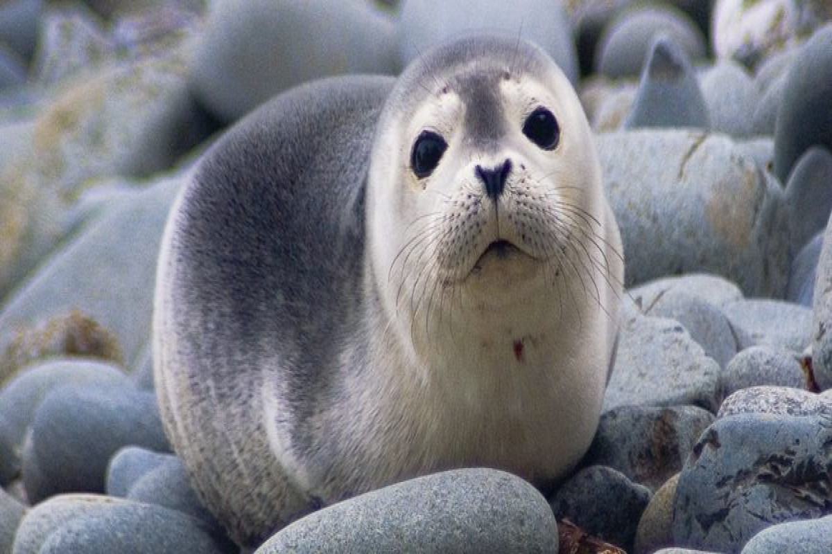 Обнародована причина гибели тюленей, обнаруженных на берегу Каспия