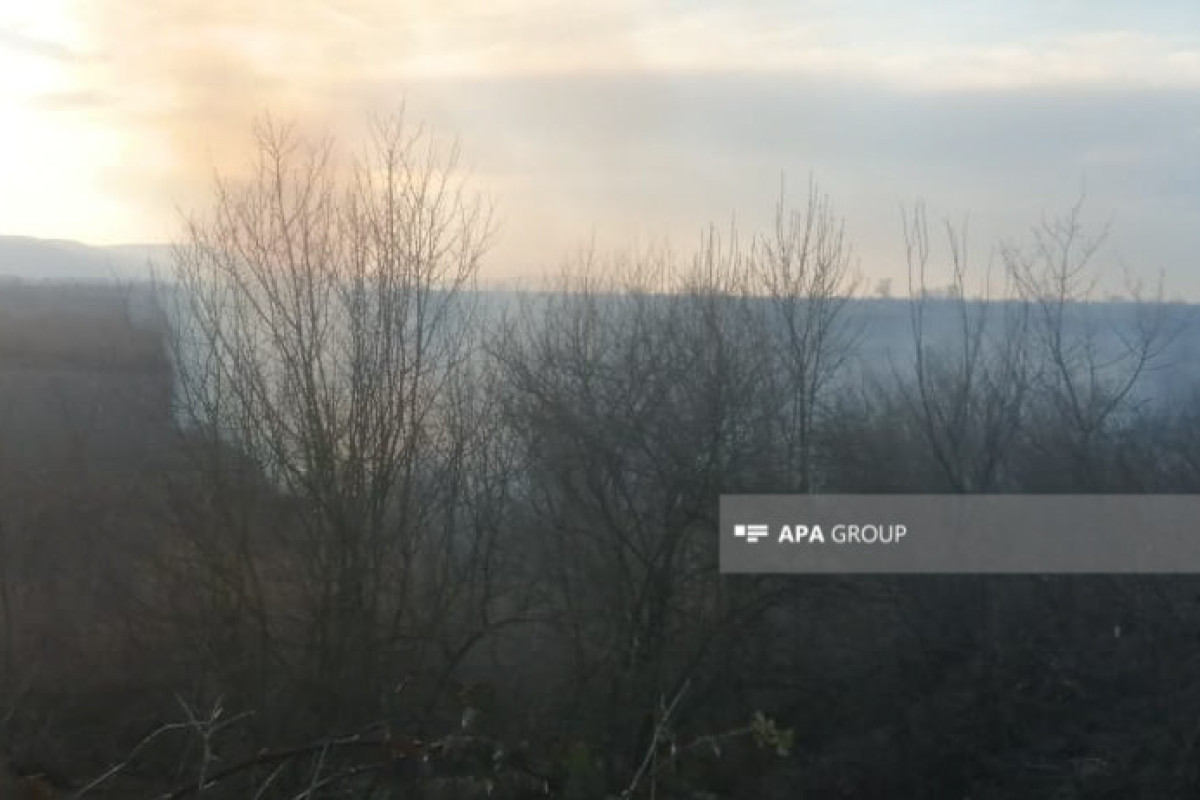 Qəbələdə kolluq və ağaclıq ərazi yanır - FOTO  - YENİLƏNİB 