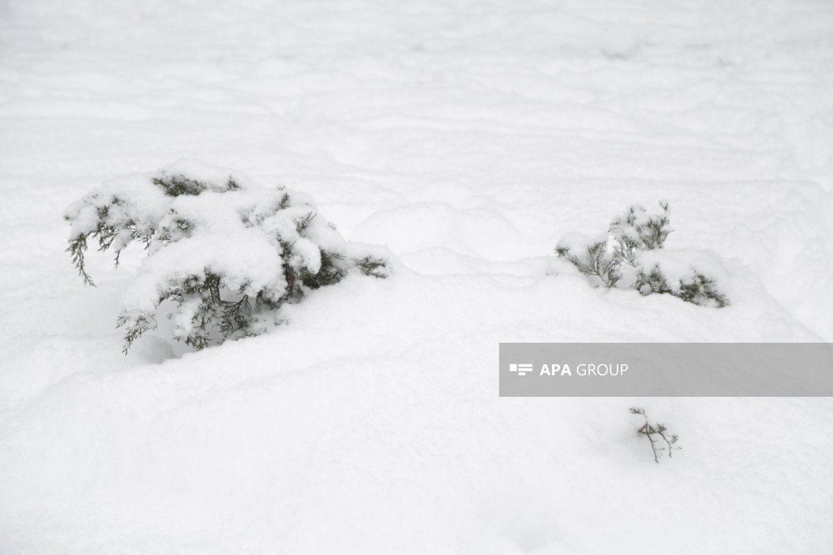 Высота снежного покрова в Гахском районе составила 88 см-ФАКТИЧЕСКАЯ ПОГОДА 