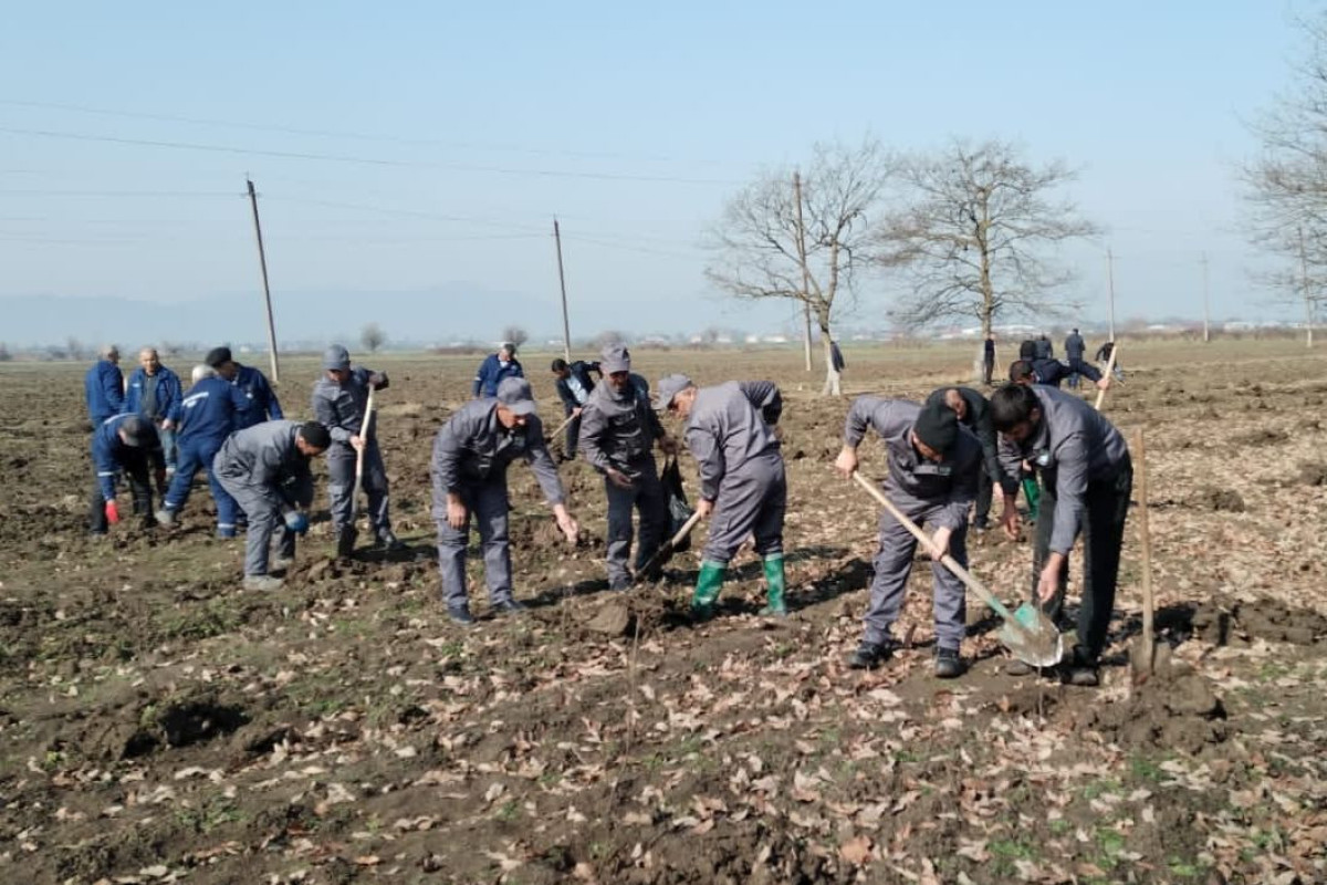 Od çərşənbəsində 34 000 ağac əkilib