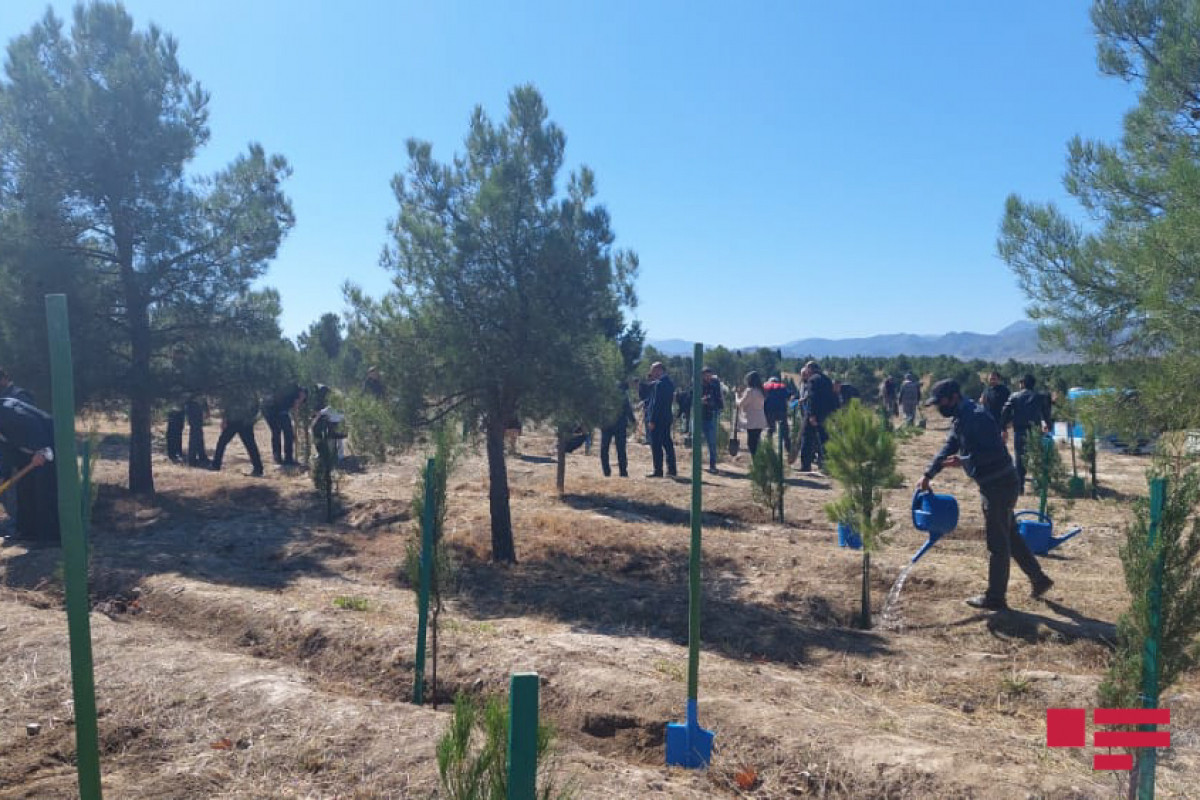 Bu il 3 milyon ağacın əkilməsi nəzərdə tutulub