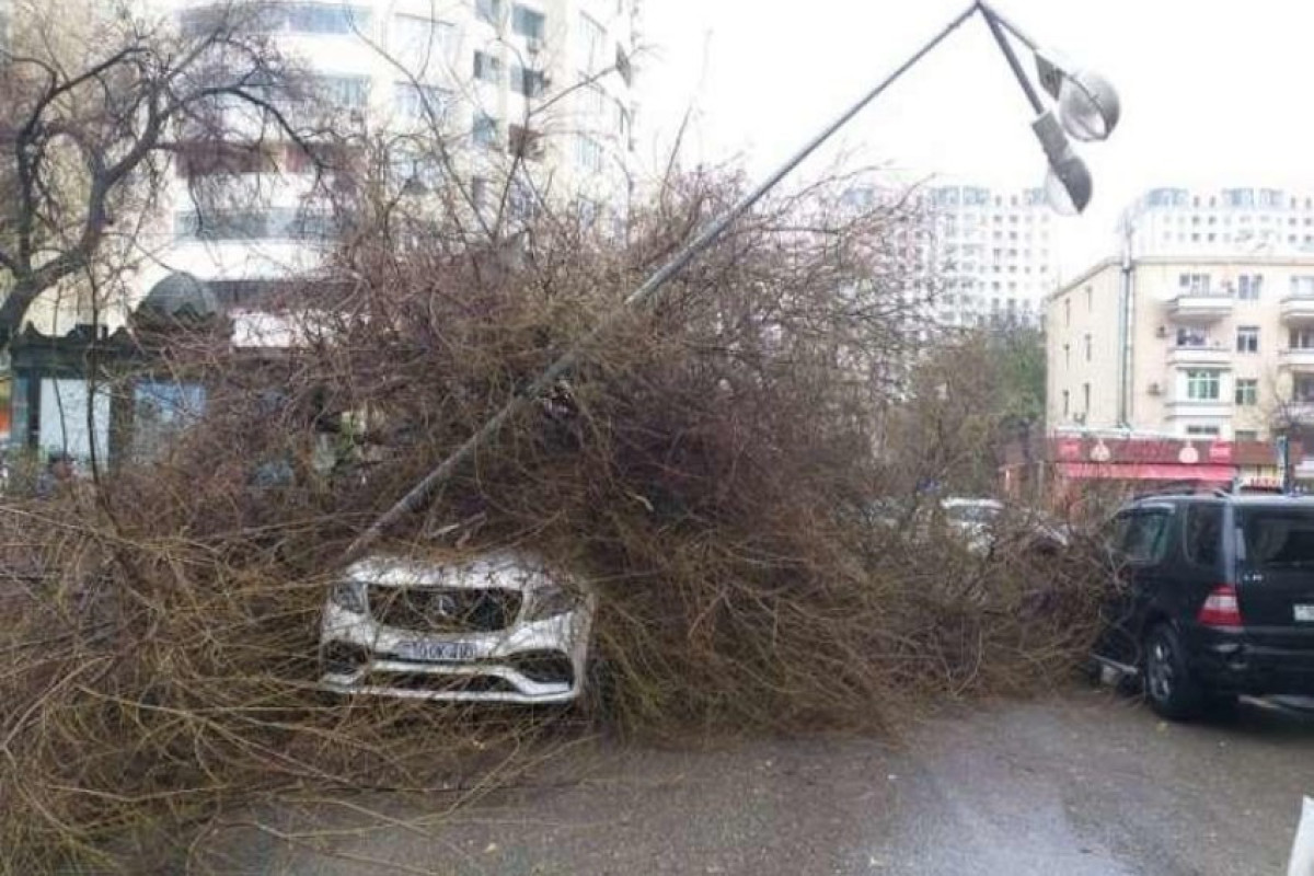 Binəqədi rayonunda yola ağac aşıb, avtobusların hərəkət sxemi dəyişdirilib