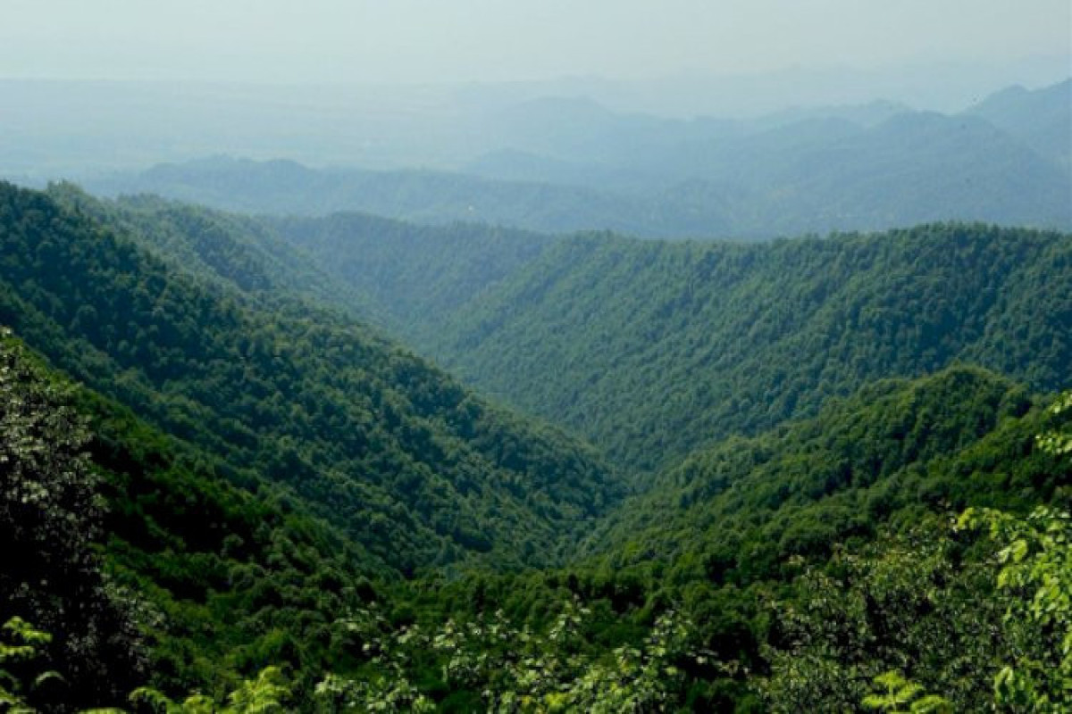 Bu il "Hirkan" meşələrinin UNESCO-nun irs siyahına salınması gözlənilir