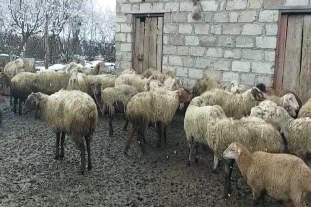 Bərdədə fermadan heyvan oğurlayan şəxslər saxlanılıb