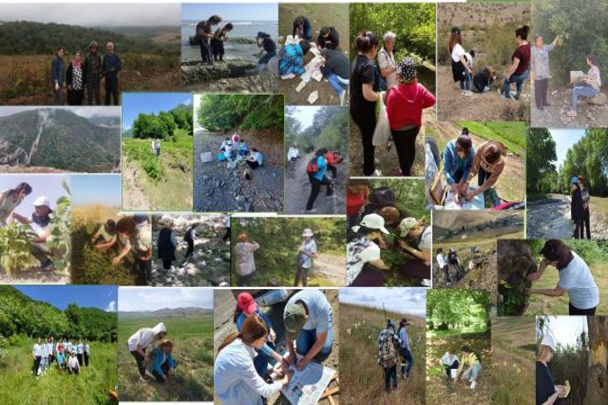 Botanika İnstitutu: 150-dən çox bitkinin toplanılmasına məhdudiyyətlər qoyulmalıdır