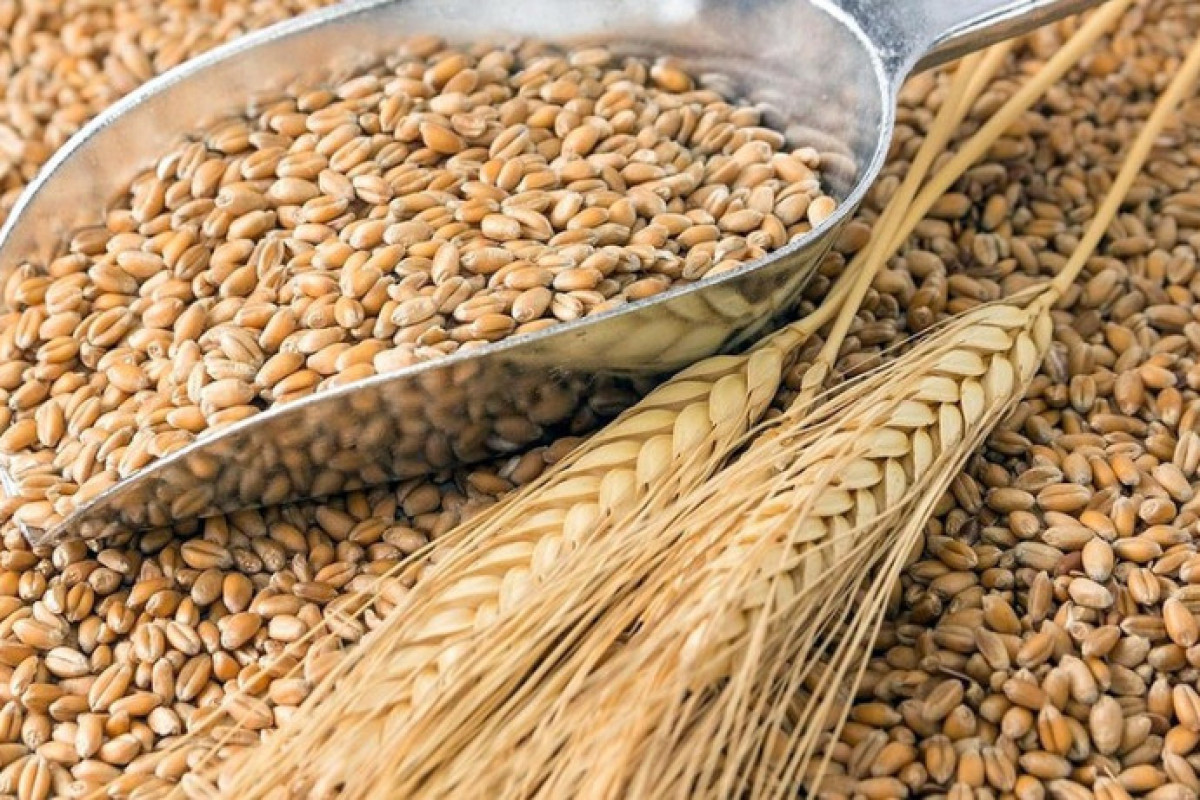 Турция ожидает отправки зерна из России