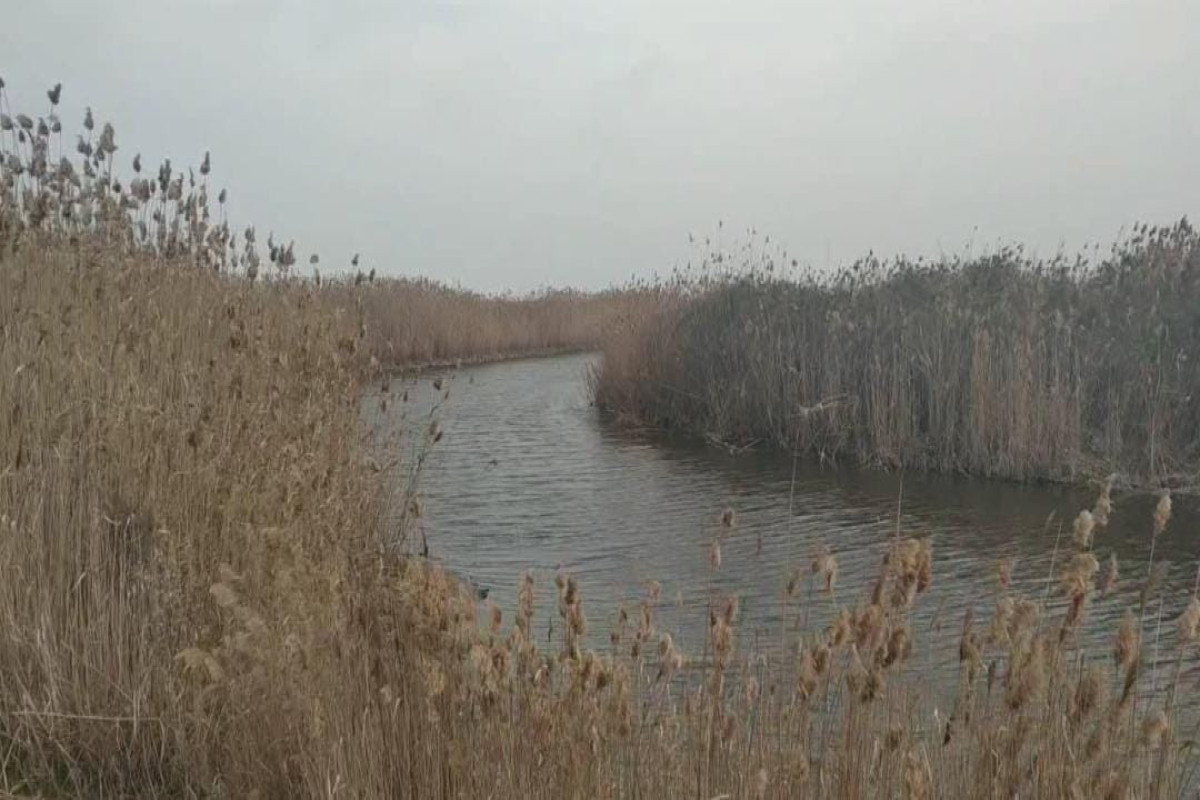 Qızılağac Milli Parkının ərazisində çöl donuzu ovlayan şəxs saxlanılıb