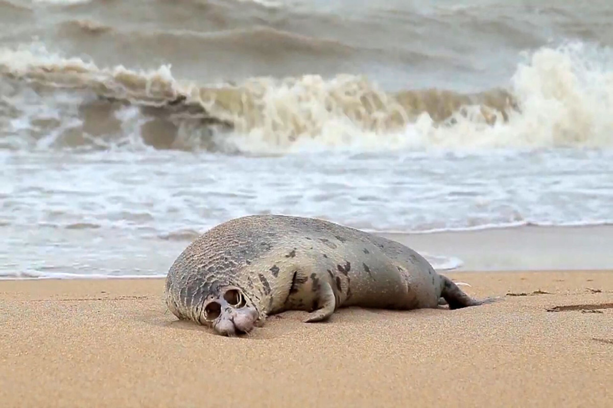 Еще 8 мертвых тюленей обнаружены на берегу Каспия в Дагестане