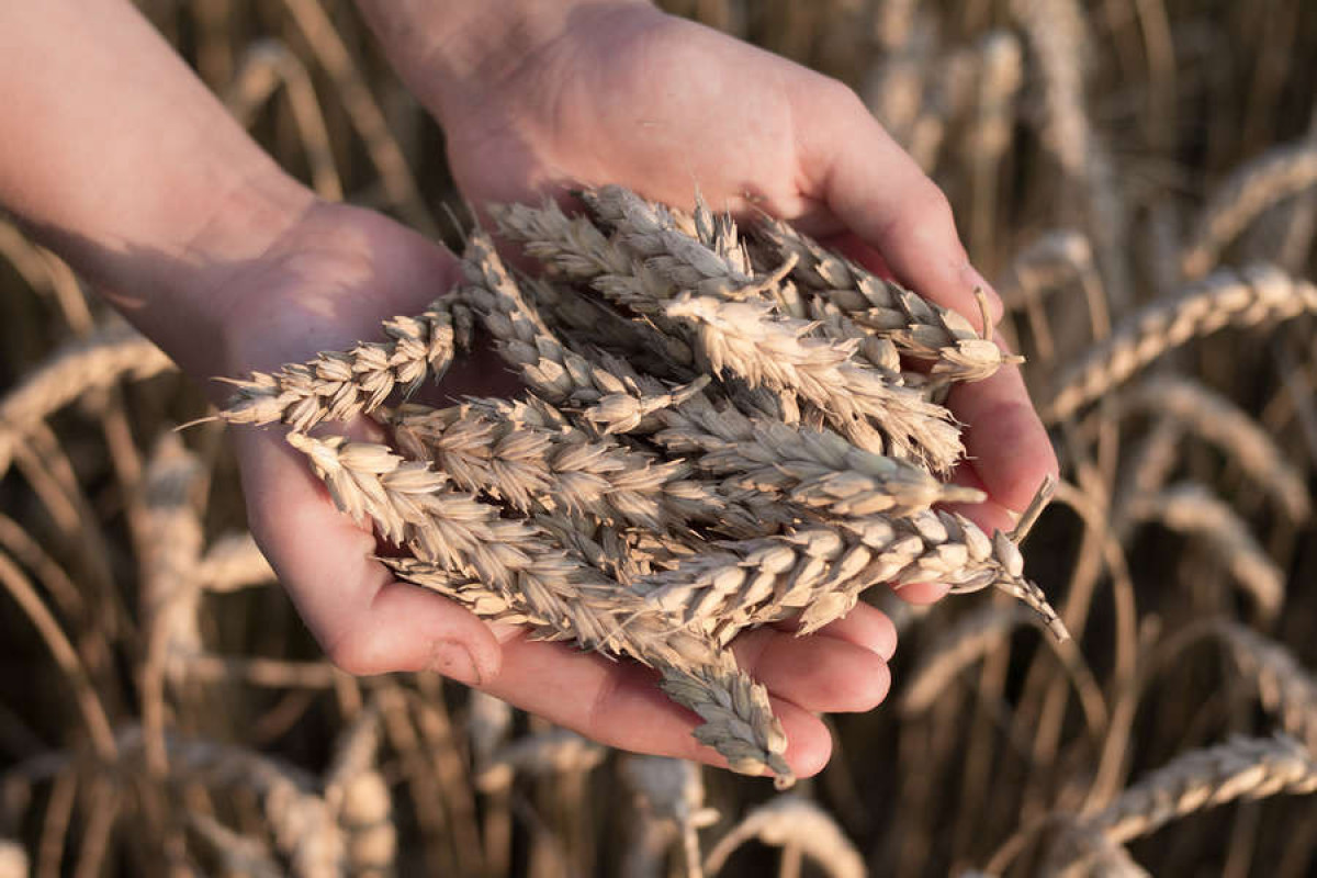 Еврокомиссар: Импорт пшеницы из Украины в ЕС в 2022 году вырос в 10 раз