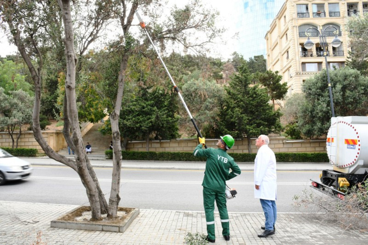 Bakıda zeytun ağaclarının müalicəsinə başlanılıb