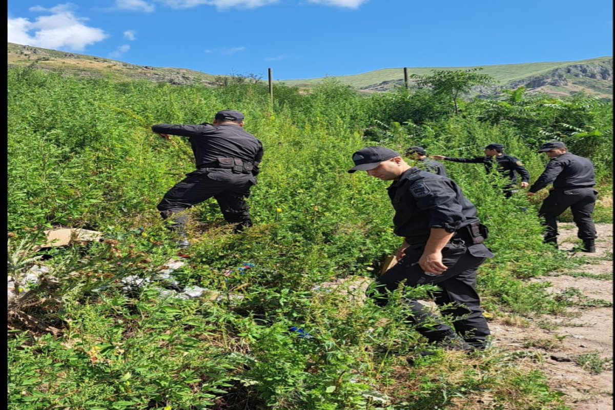 Laçında 2 tondan artıq çətənə bitkisi məhv edilib