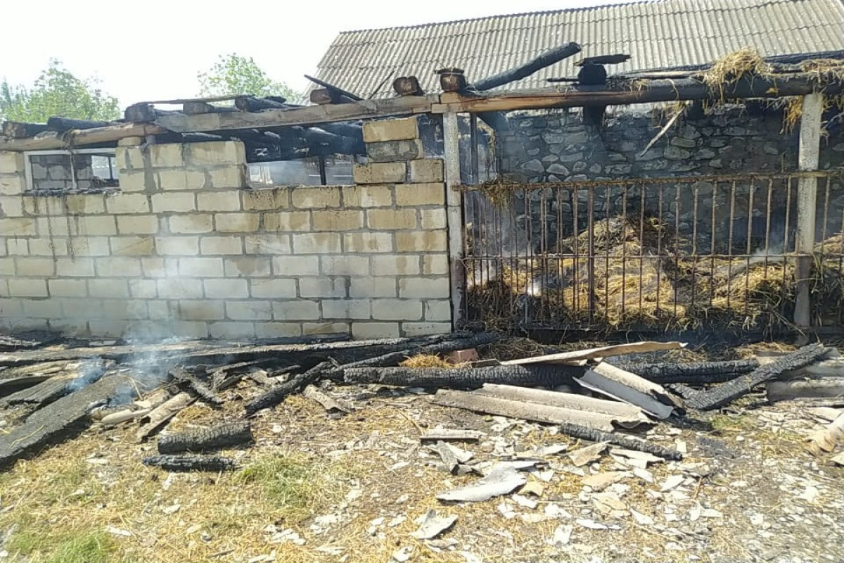 Zaqatalada tövlə və iribuynuzlu heyvan yanıb