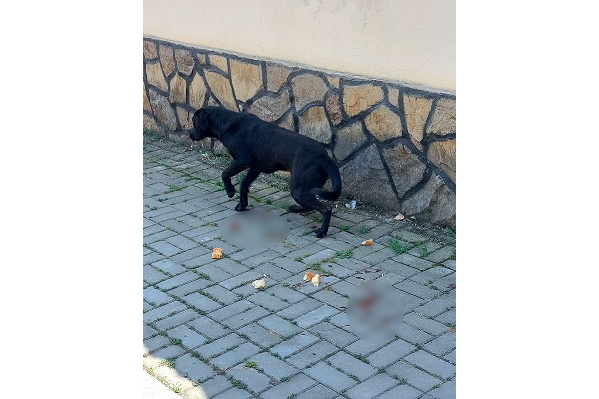Göygöldə küçə itinə atəş açan şəxslə bağlı araşdırma aparılır