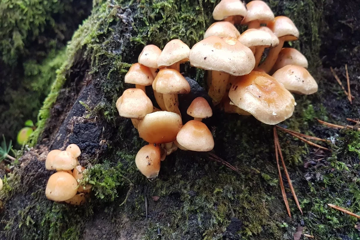 Fungi absorb about third of total greenhouse gas rmissions - Study