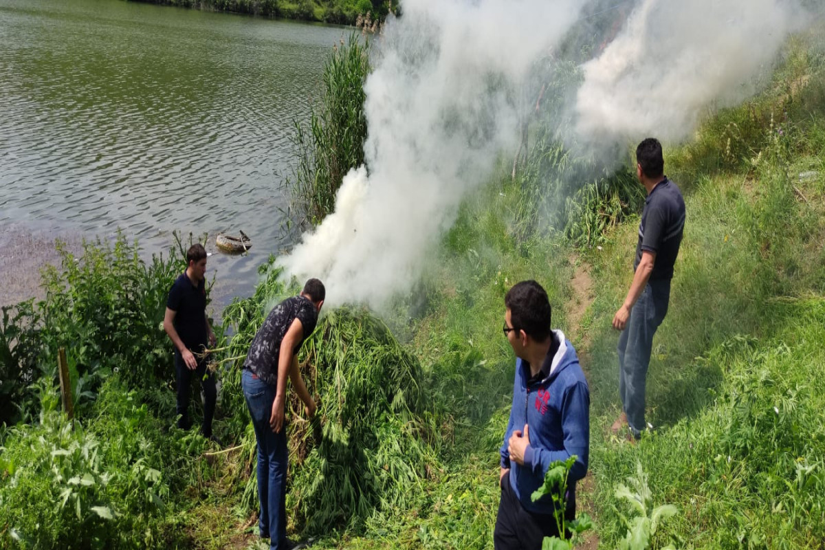 Qazaxda çətənə kolları məhv edilib