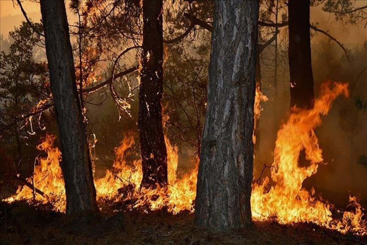 МЧС Казахстана: К тушению лесных пожаров привлекли армейскую авиацию
