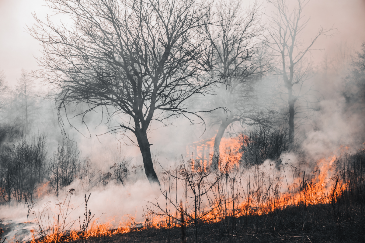 В Казахстане продолжаются лесные пожары, число погибших достигло 14 человек