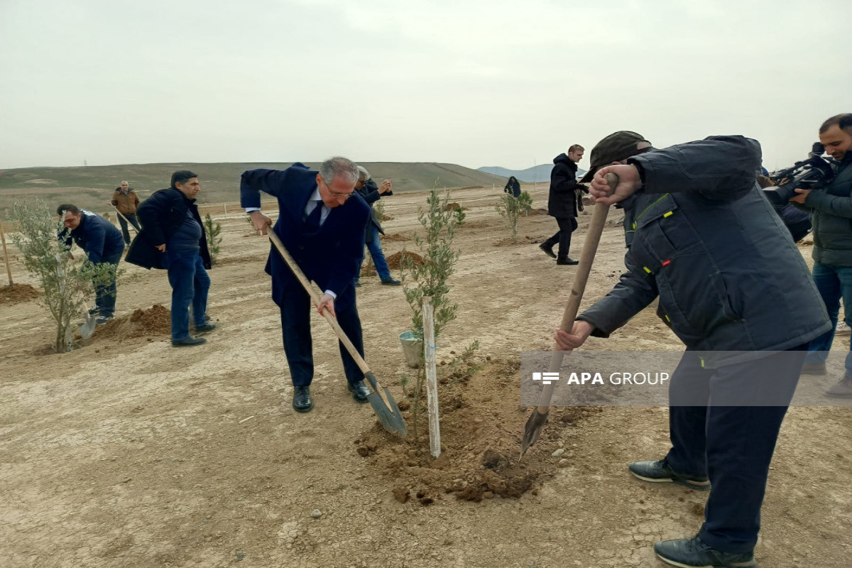 Heydər Əliyevin 100 illiyi ilə bağlı ağacəkmə aksiyası keçirilib - FOTO 