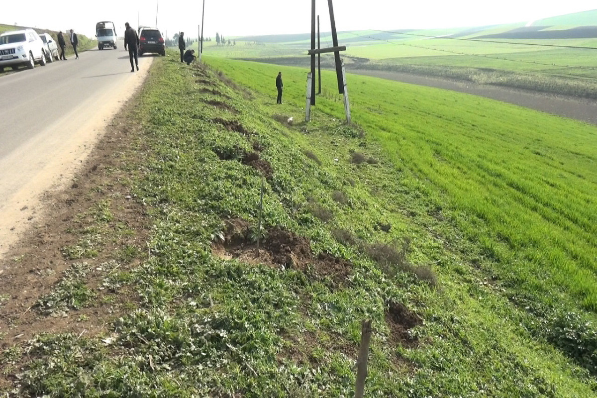 Cəlilabadda yol kənarında ağaclar kütləvi şəkildə qırılıb - FOTO 
