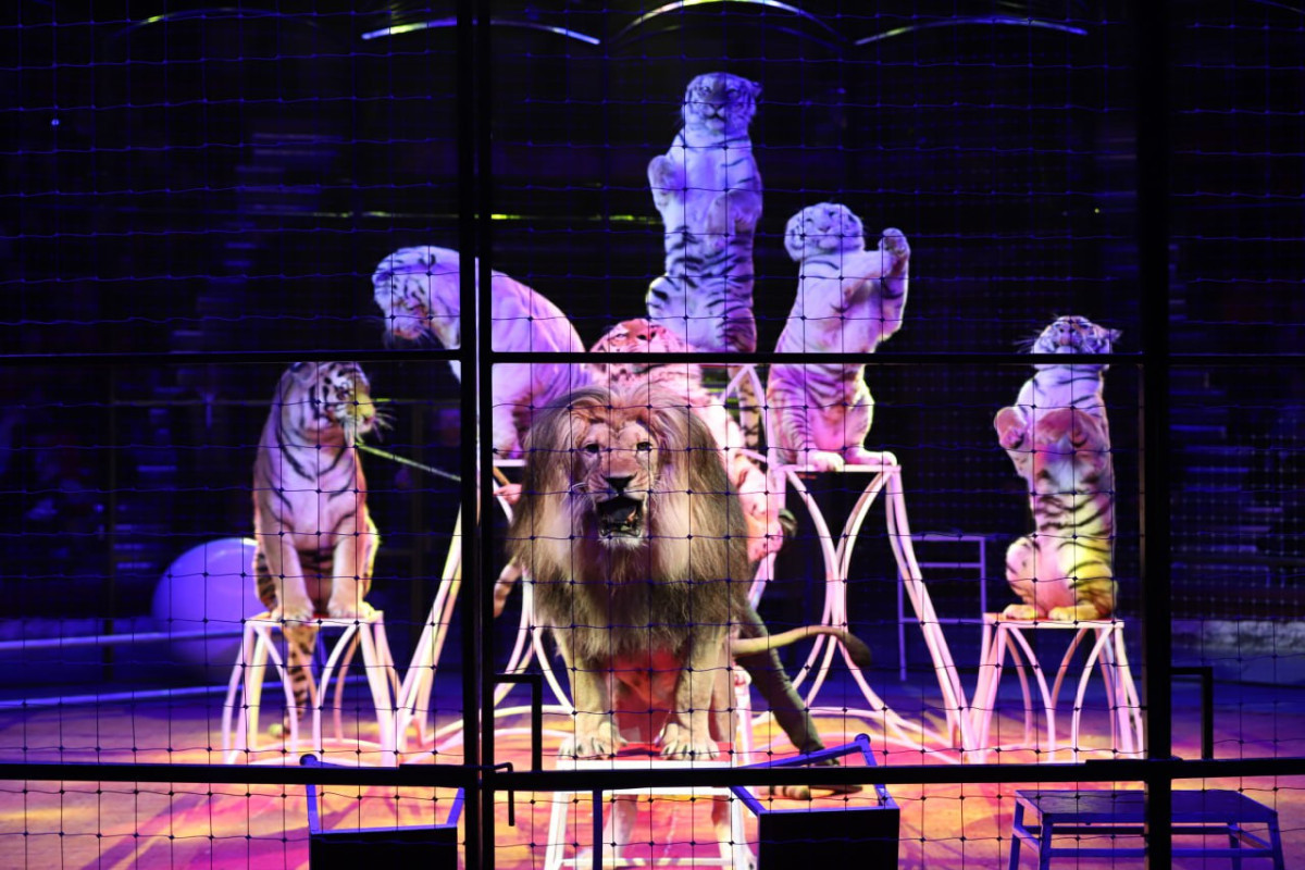В Бакинском государственном цирке зрители пережили страшные моменты – ОБНОВЛЕНО-ВИДЕО 