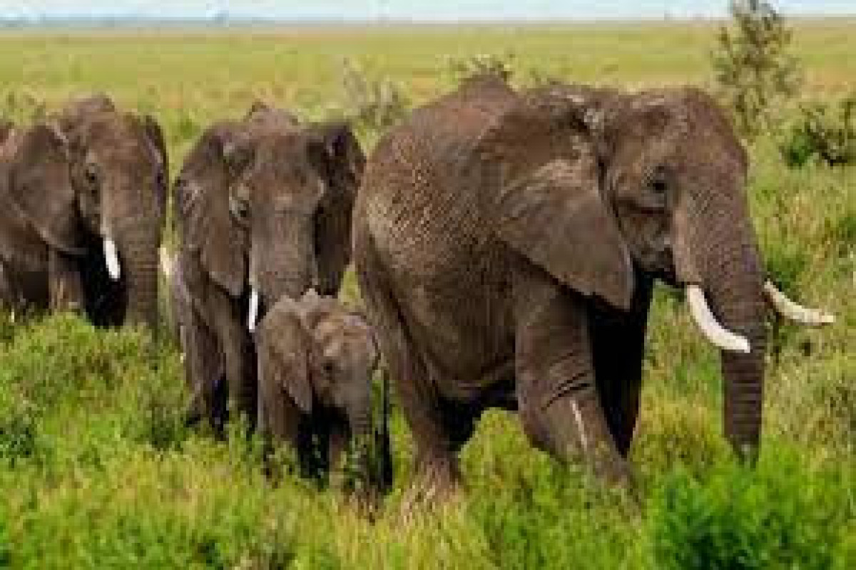 6 elephants killed in 14 months in Tanzania's Ruaha National Park