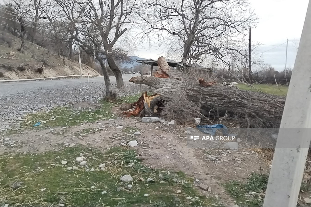 Oğuzda güclü külək fəsadlar törədib: ağac aşıb, dam örtüyü qopub - FOTO 