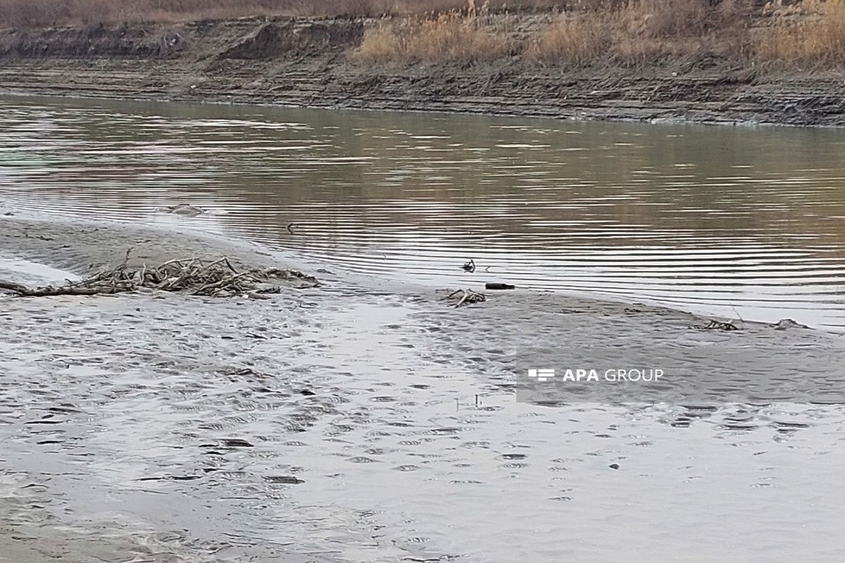 На территориях Нефтчалинского и Сальянского районов мелеет река Кура - ФОТО 