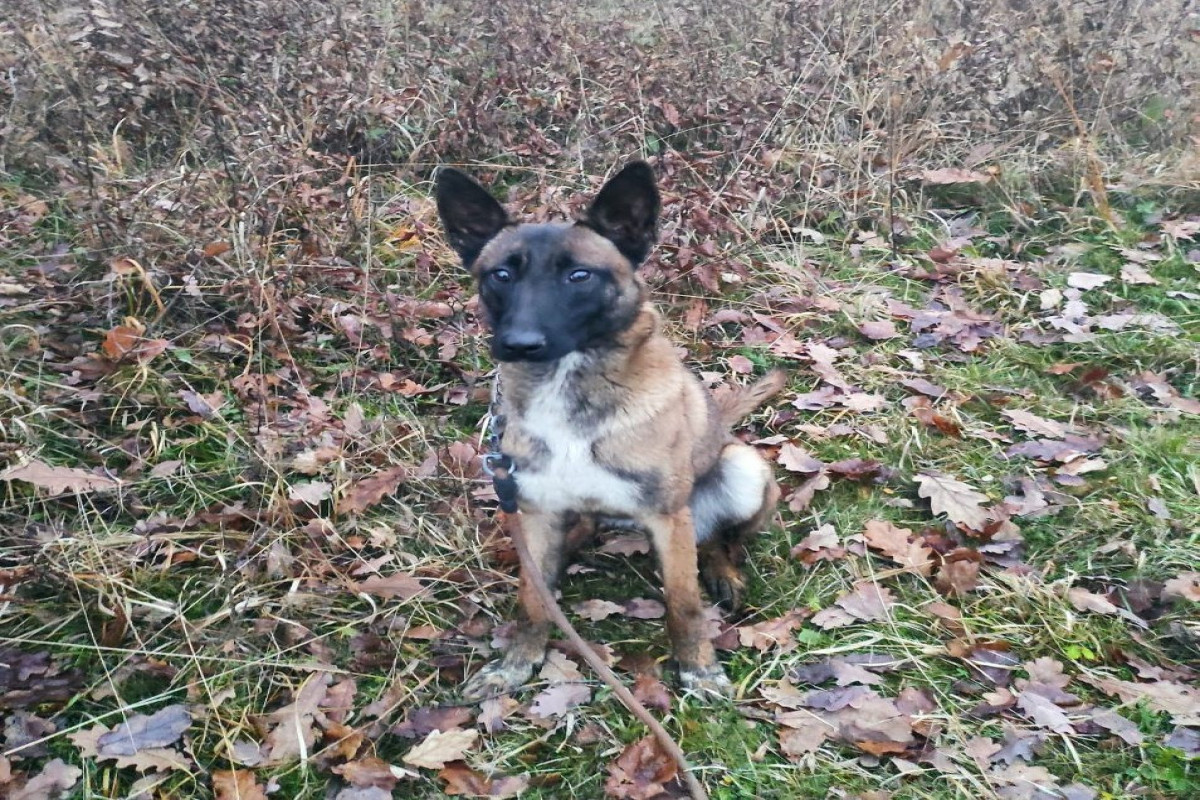 U.S embassy in Azerbaijan makes a post on the 5 mine-detecting dogs given to Azerbaijan by the U.S-PHOTO 